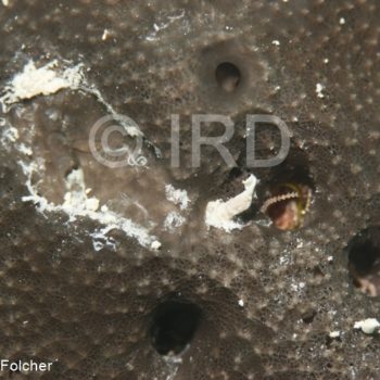 Cacospongia sp - (2334) - Australes - Raivavae