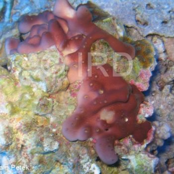 Chalinula sp - (4223) - Australes - Marotiri