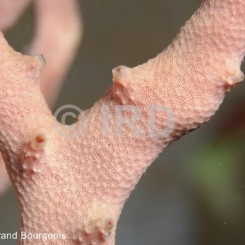 Dactylospongia sp - (4856) - Tuamotu - Fakarava