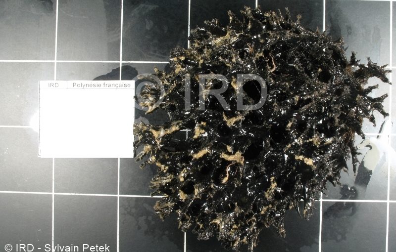 Echinodictyum sp - (4862) - Australes - Rapa