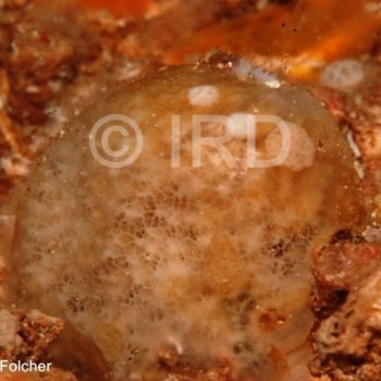 Halichondria sp - (4902) - Australes - Rapa