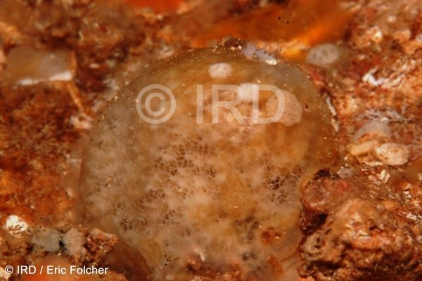 Halichondria sp - (4902) - Australes - Rapa