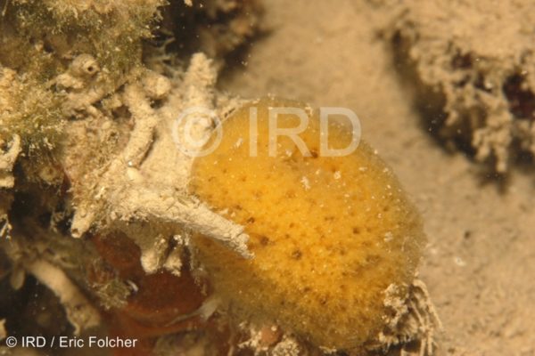 Neofibularia hartmani - (0928) - Australes - Rapa