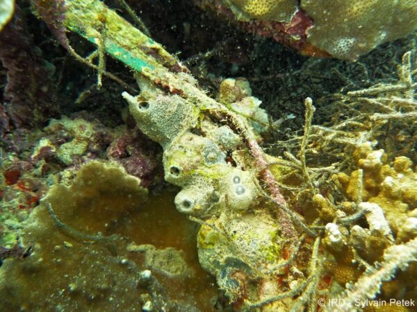 Haliclona (reniera) sp. (4996) - Wallis island