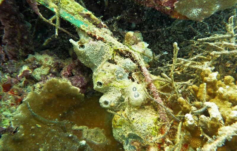 Haliclona (reniera) sp. (4996) - Wallis island