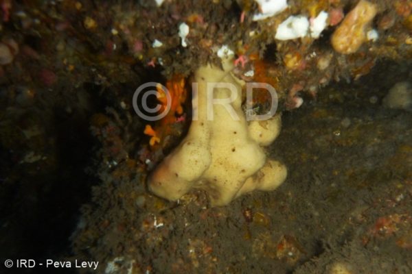 Petrosia (strongylophora) sp - (4893) - Societe - Tahiti