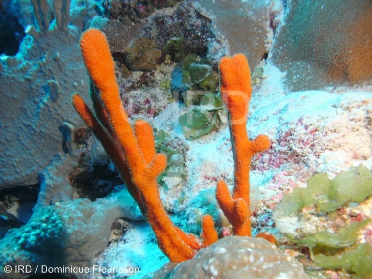 Phycopsis Sp. (otu Qm1640) – Sponges Of Polynesia