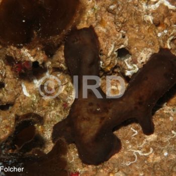 Rhabdastrella sp (4891) - Australes - Rapa