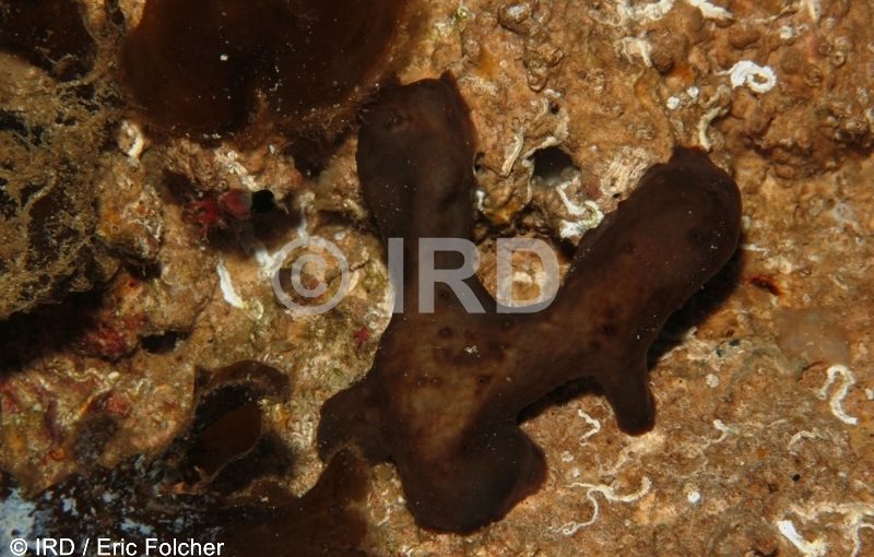Rhabdastrella sp (4891) - Australes - Rapa