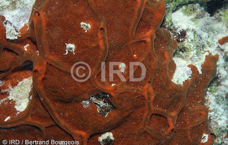 Spheciospongia potamophera (4844) - Tuamotu - Fakarava